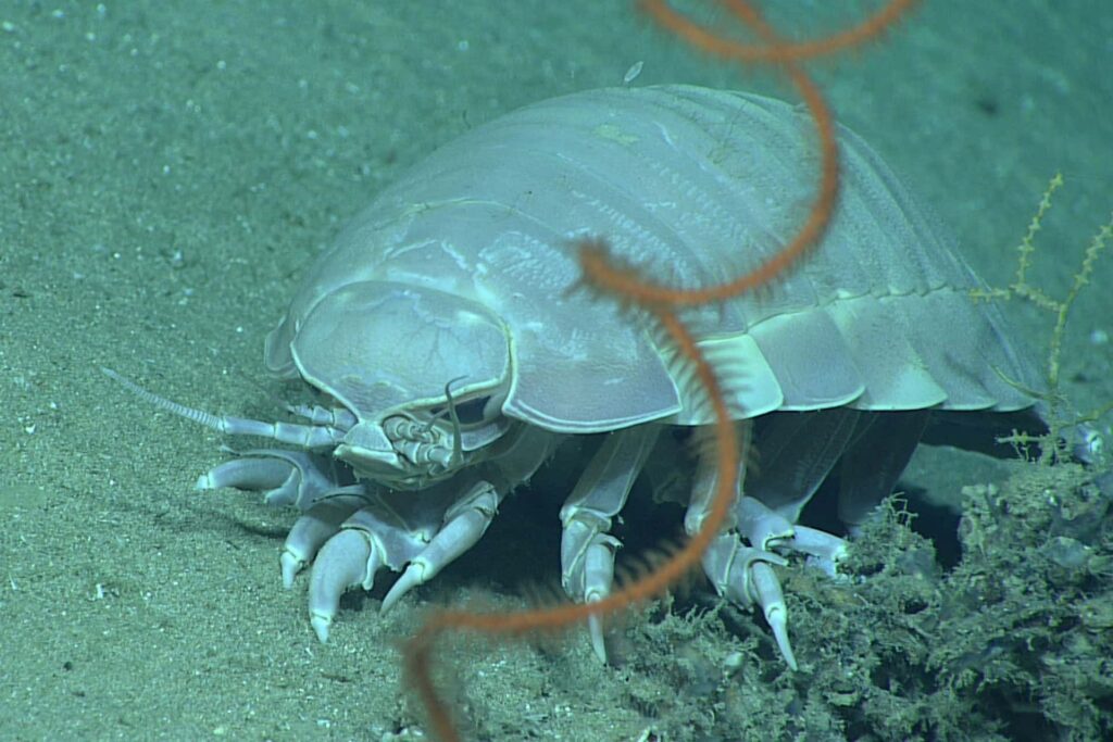 Deep-sea hermit crab on ocean floor with orange seaweed.