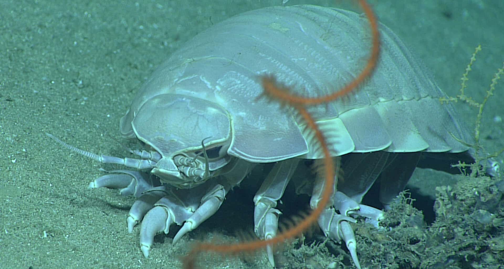 This Giant Deep-sea Creature Survives Five Years Without Food, Thanks to a Borrowed Bacterial Gene