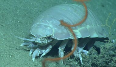 This Giant Deep-sea Creature Survives Five Years Without Food, Thanks to a Borrowed Bacterial Gene