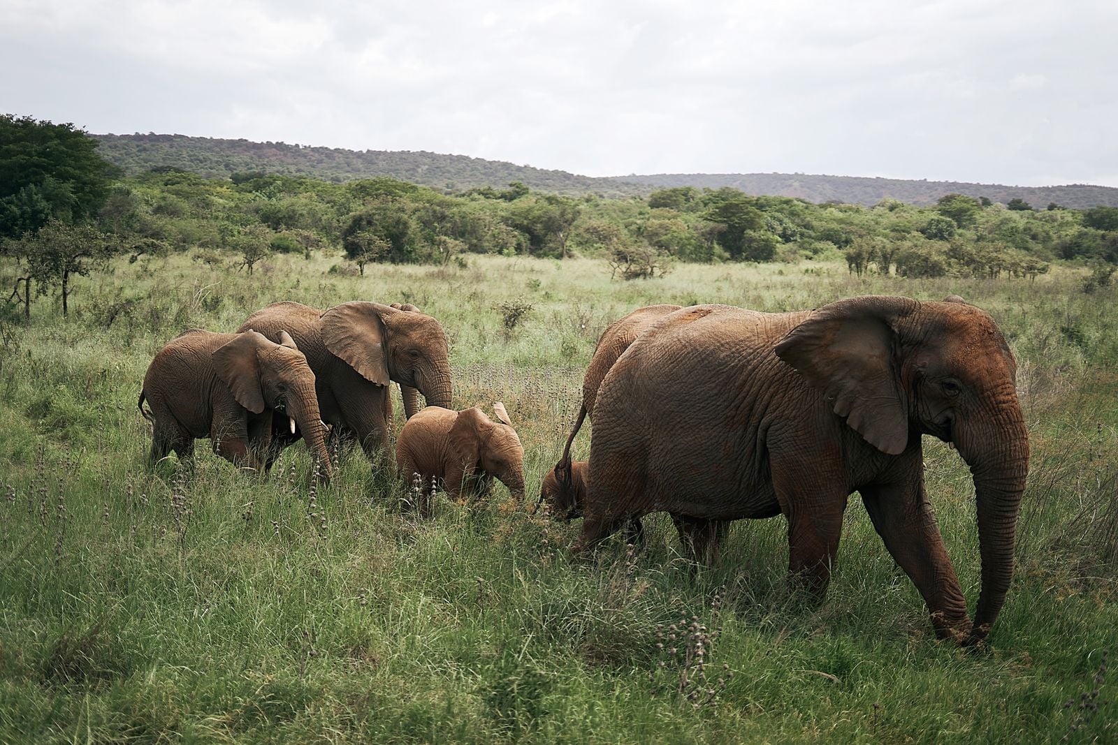 Gorongosa elephant matriarch