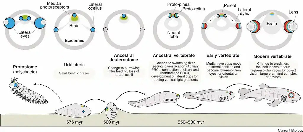 Diagram illustrating how eyes developed over time