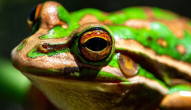 Iconic Australian frog found with rare color-shifting iridescent skin
