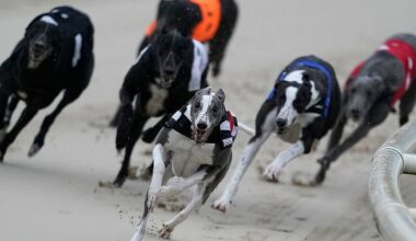 Greyhound regulator confirms it holds no record of why healthy dogs are euthanised
