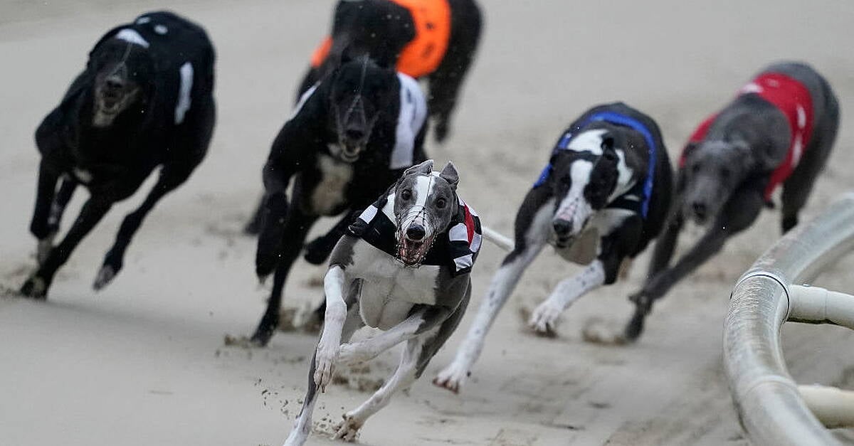 Greyhound regulator confirms it holds no record of why healthy dogs are euthanised