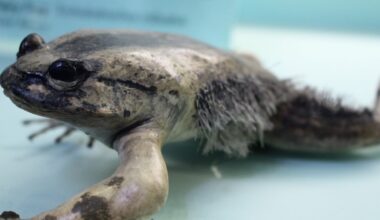 A Central African frog fights off predators by driving the sharp bones of its own toes out through its skin to form claws, a defense biologists first described in detail in 2008