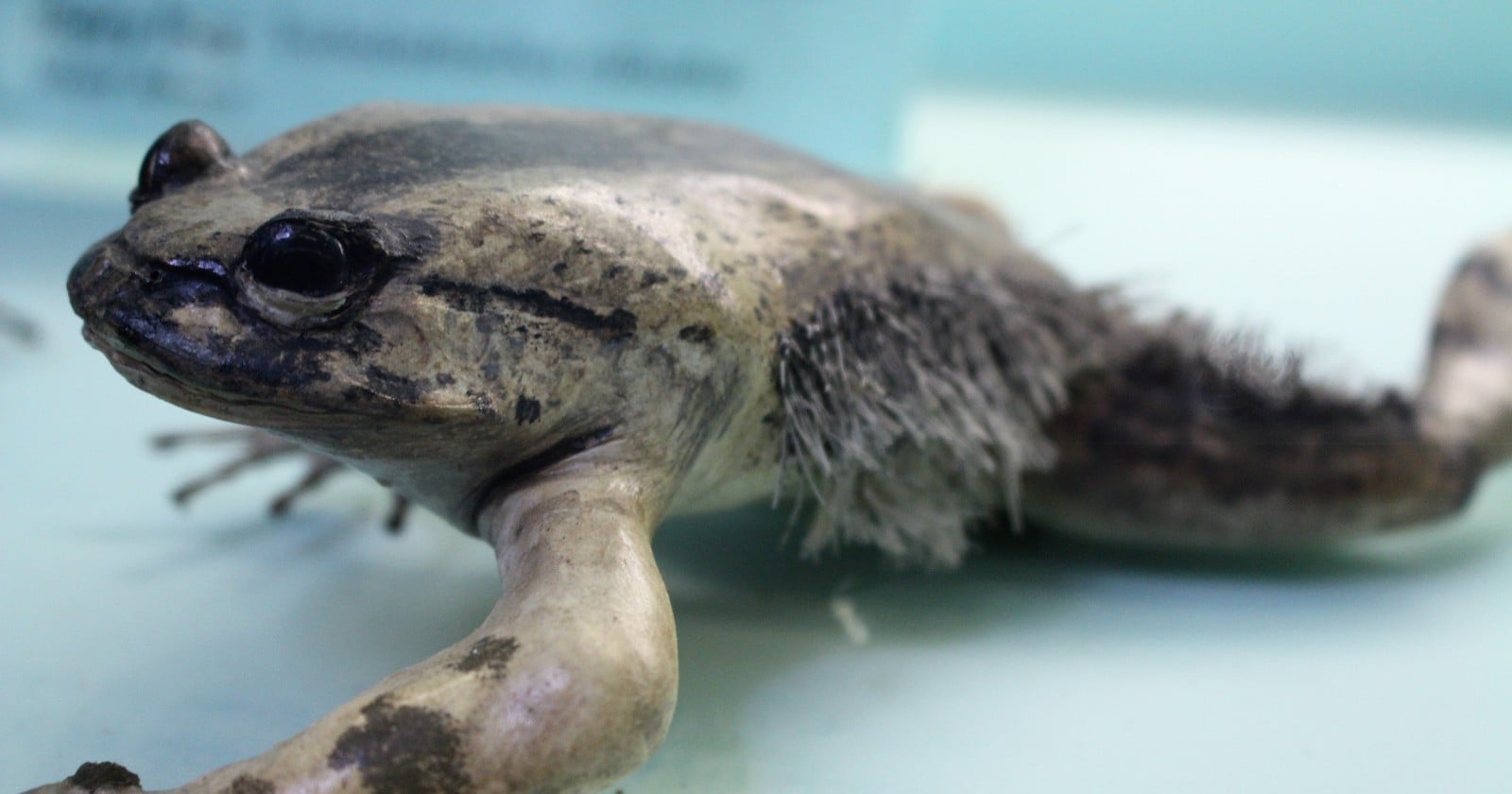 A Central African frog fights off predators by driving the sharp bones of its own toes out through its skin to form claws, a defense biologists first described in detail in 2008