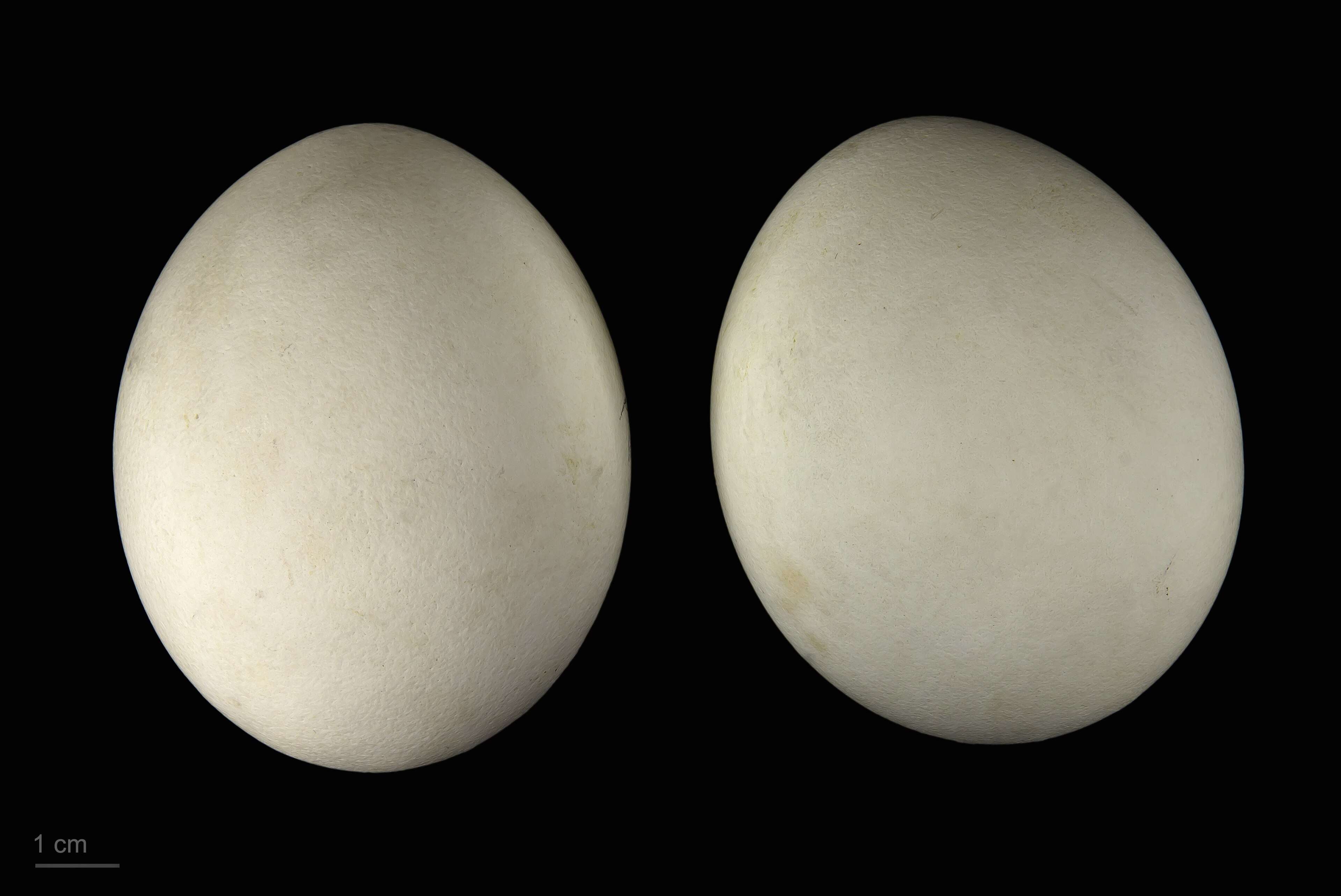 This chemical, through its metabolite DDE, caused eggshell thinning and reproductive failure. A nationwide ban on DDT in 1972, though slow to show results, ultimately allowed the national bird's remarkable recovery, demonstrating nature's resilience when harmful human pressures are removed. Image Credit: Wikimedia Commons Haliaeetus_leucocephalus_MHNT.ZOO.2010.11.96.5