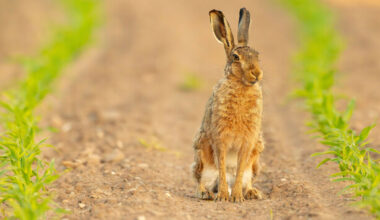 TDs defend voting against hare coursing bill despite personally believing practice should be banned - The Journal