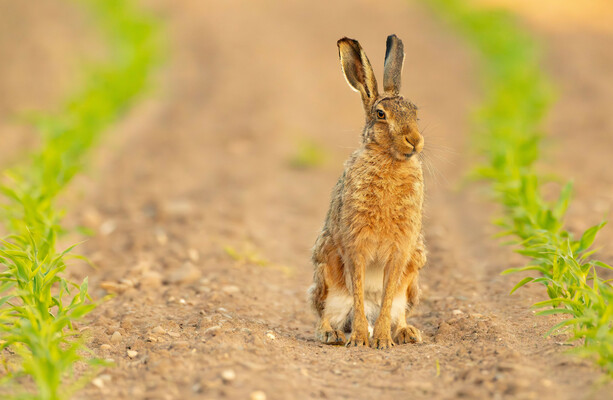 TDs defend voting against hare coursing bill despite personally believing practice should be banned - The Journal