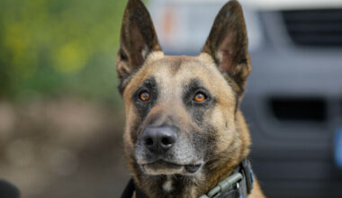 Judge orders destruction of dog that 'savaged' garda's face during drug search