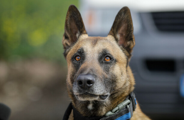 Judge orders destruction of dog that 'savaged' garda's face during drug search