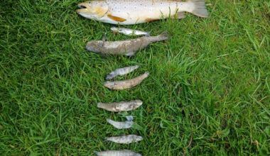 Over 500 fish dead in 'significant' fish kill in Co Kildare - The Journal
