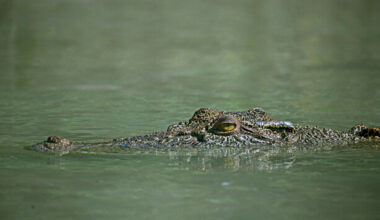 Israel reclassifies crocodiles so they can be used to deter prison escapes - The Journal