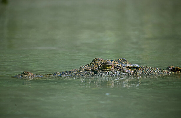 Israel reclassifies crocodiles so they can be used to deter prison escapes - The Journal
