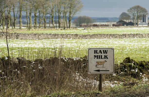Kelly Earley: There are dog whistles behind conversations about ‘raw’ milk - The Journal