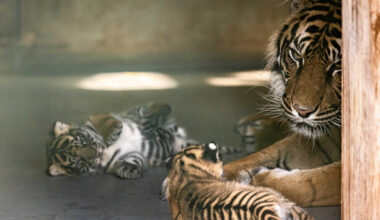 Fota Wildlife Park welcomes the births of endangered tiger and lion cubs - The Journal