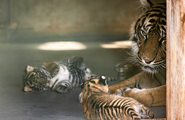Fota Wildlife Park welcomes the births of endangered tiger and lion cubs - The Journal
