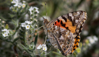Have you noticed more butterflies this summer? Here's the reason why