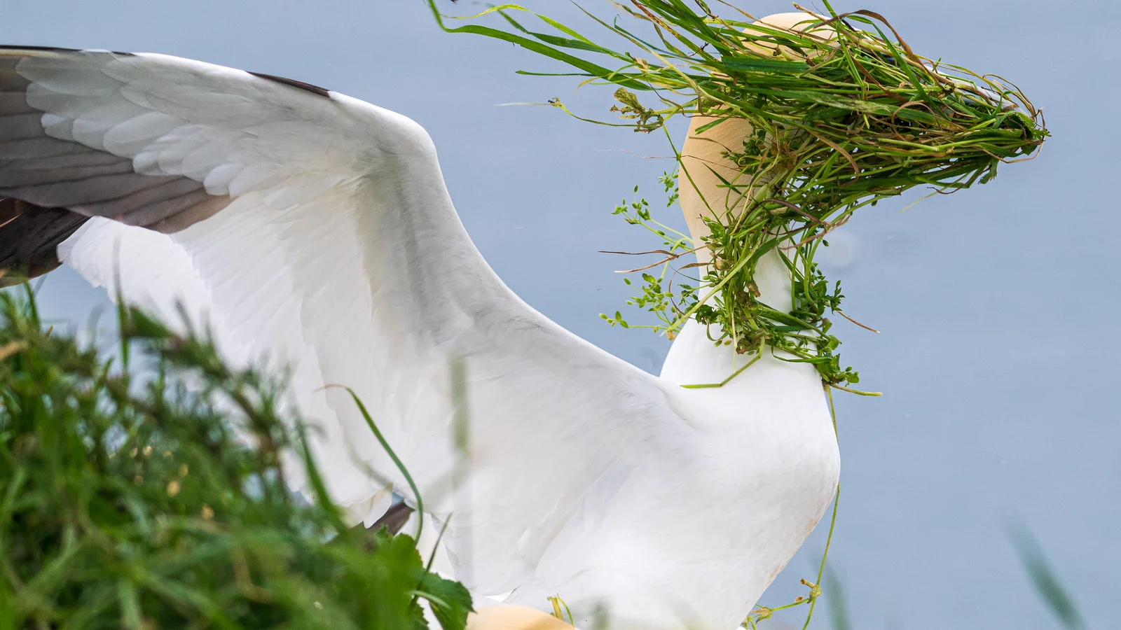 A gannet's face covered in grass.
