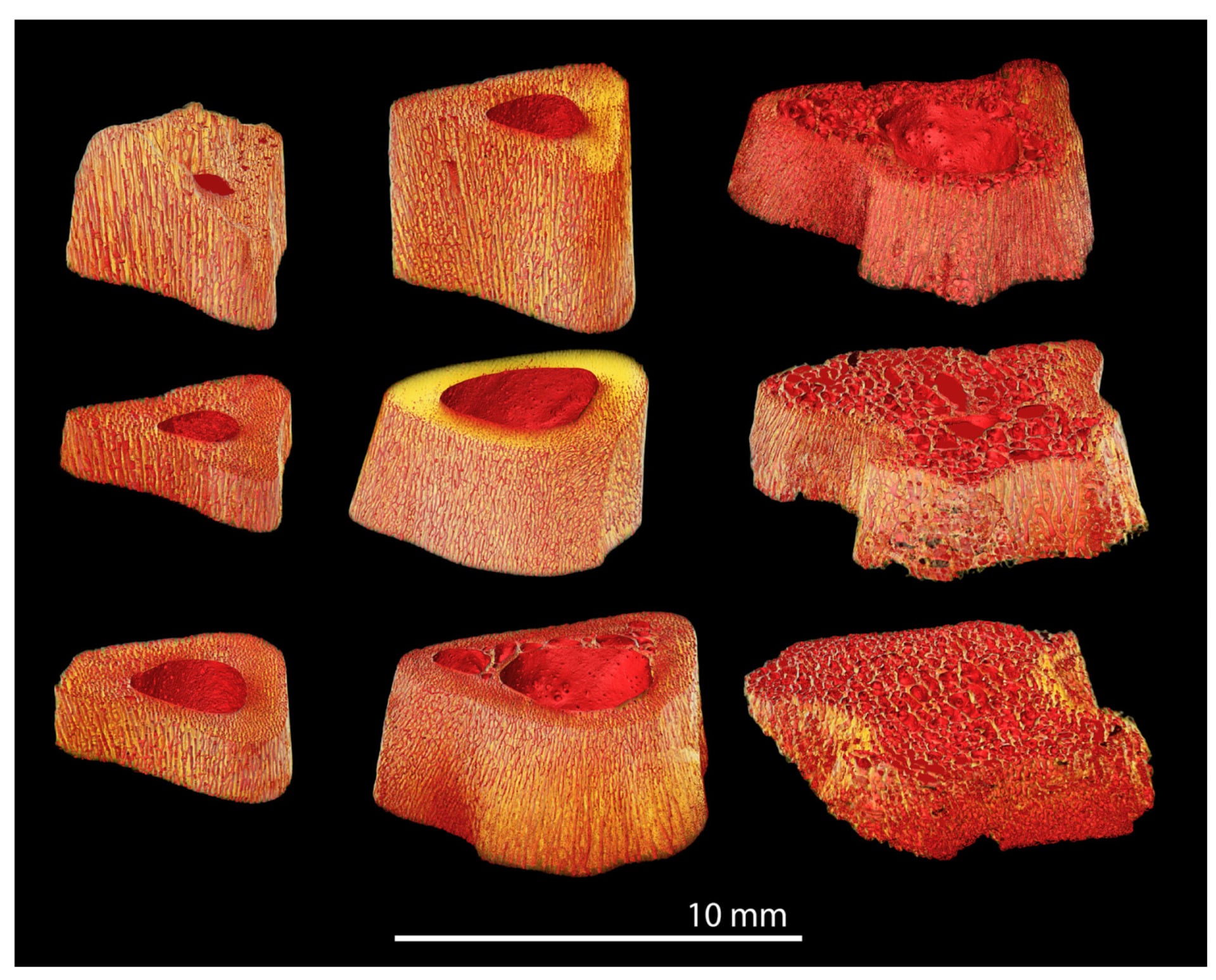 Highly Vascularized Baby Trex Bone