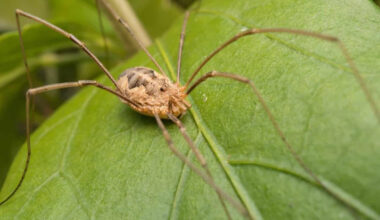 Citizen Scientists Helped Decipher How Harvestmen Became Oddly Devoted Dads