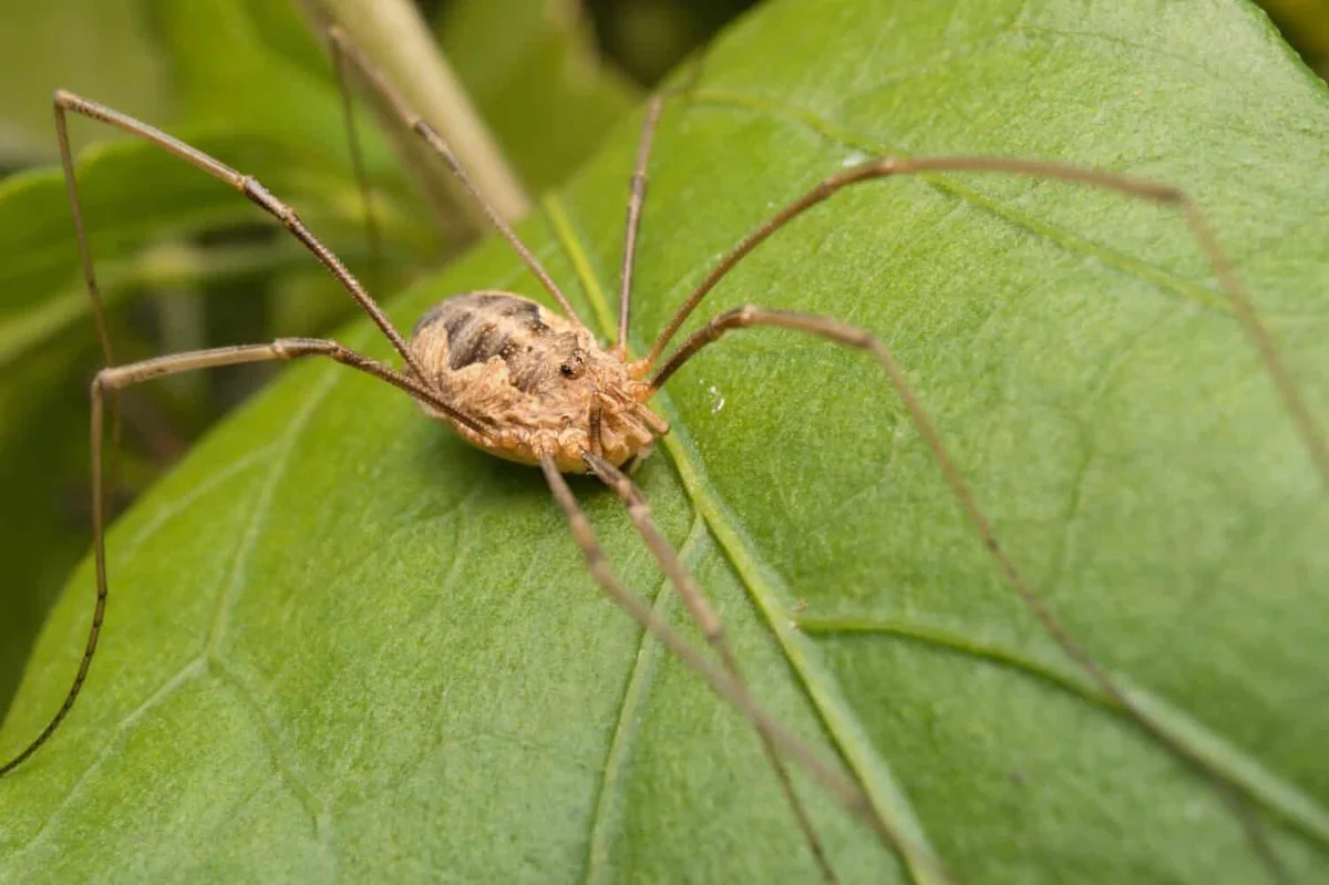 Citizen Scientists Helped Decipher How Harvestmen Became Oddly Devoted Dads