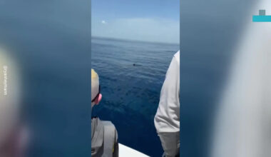 Fishermen Get Face-to-Face With Huge Shark Off Florida Coast