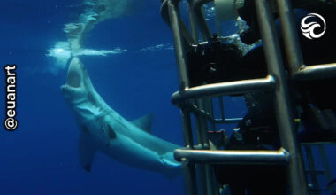 Diver Capture Heart-stopping Great White Shark Encounter Underwater