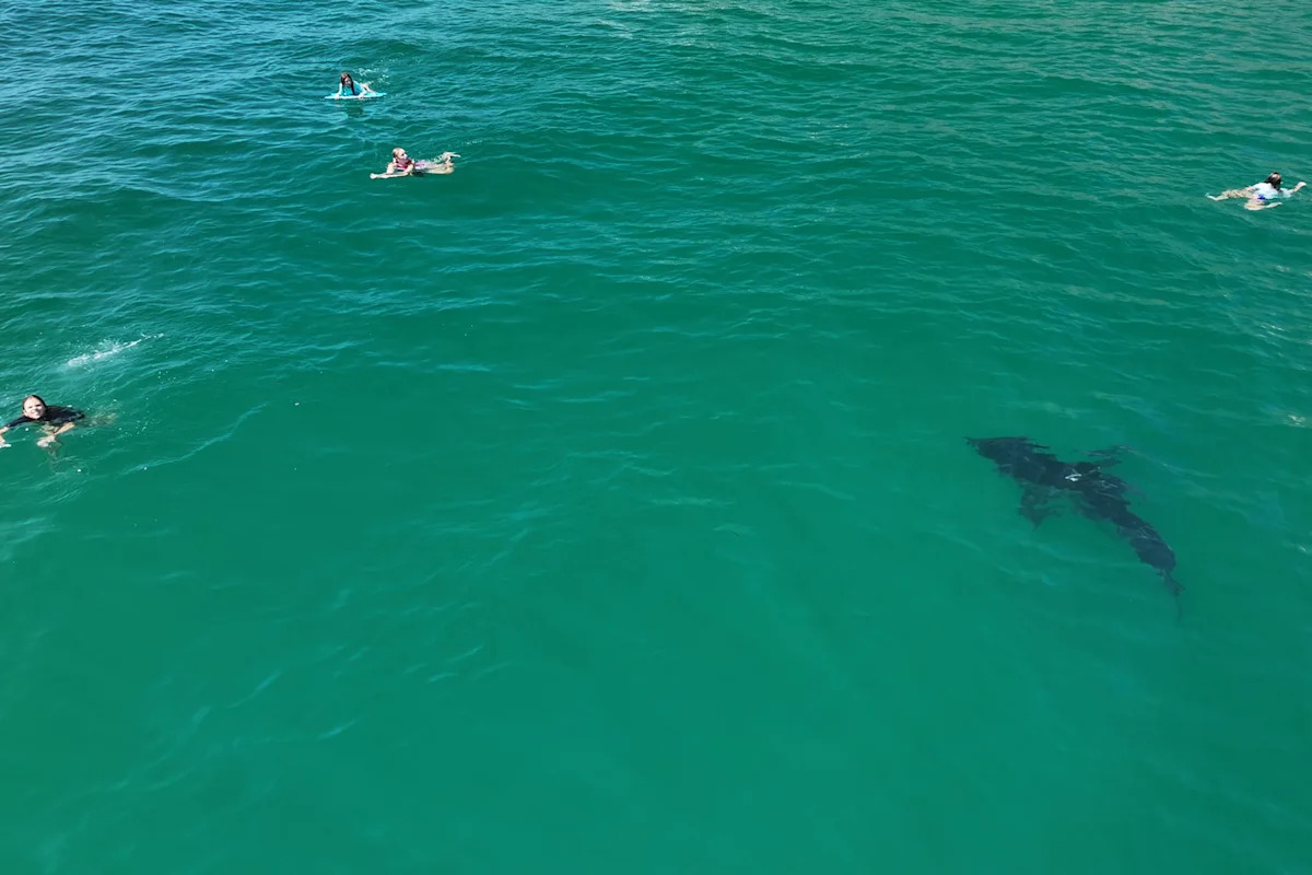 10-foot great white shark stalks children in SoCal