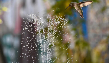 Watching This Hummingbird Play in a Fountain Will Brighten Your Day
