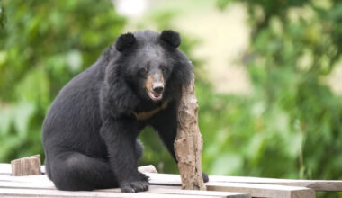 Moon bears feel grass for first time after rescue from illegal farm