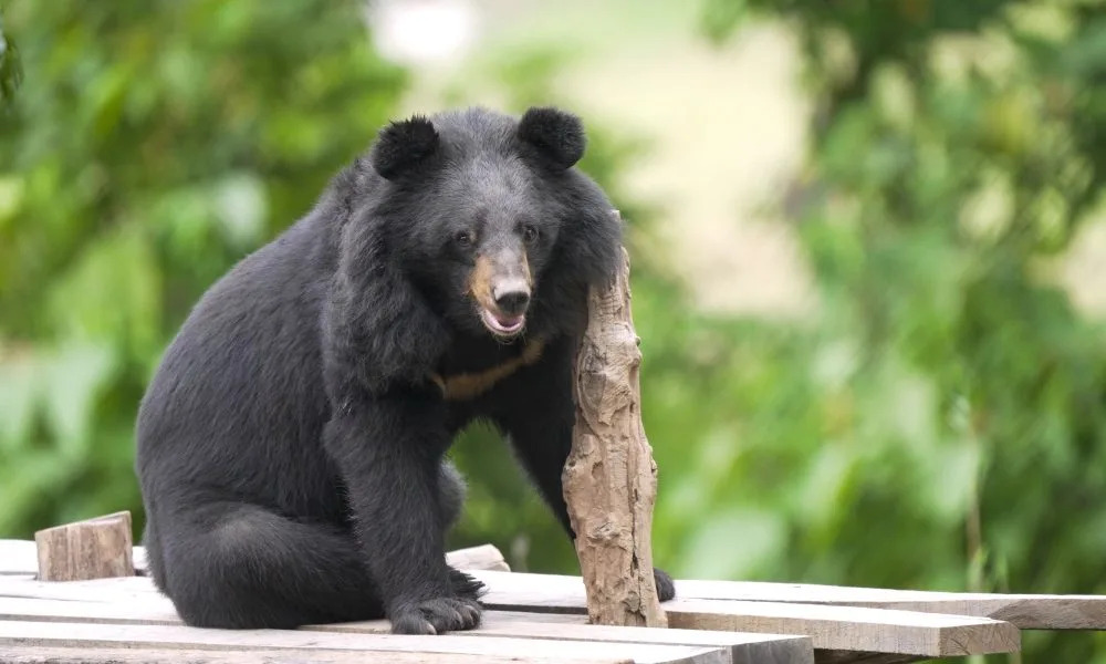 Moon bears feel grass for first time after rescue from illegal farm