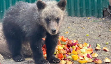 Orphaned grizzly cub disappears near British Columbia camp, then turns up safe after rescue