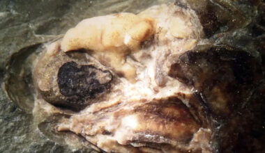 UK fish fossil sat sealed since the Carboniferous, and its brain tissue is still helping science