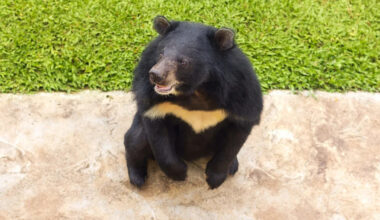 Moon bear takes first steps in sunshine after years on illegal bile farm in Laos