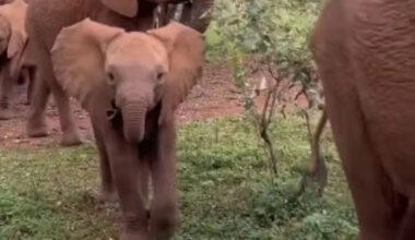 Kenyan baby elephant was rescued from a septic tank, and now two nannies guard her every step