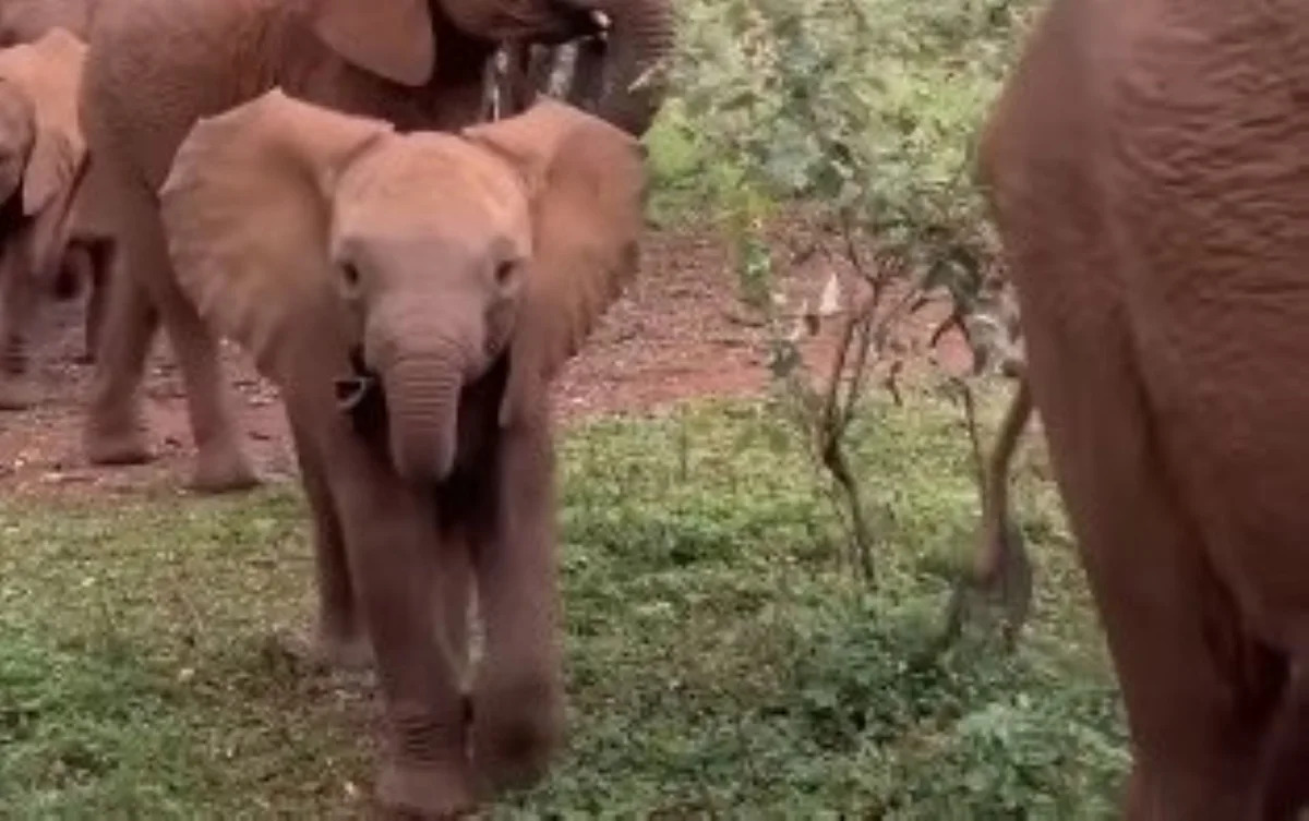 Kenyan baby elephant was rescued from a septic tank, and now two nannies guard her every step