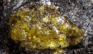 385-Million-Year-Old Amber Found in China