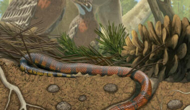 Life reconstruction of Tametara mirim. Image credit: Gabriel Ugueto.