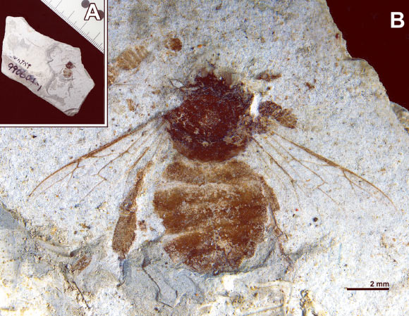 Apis aibai. Image credit: Y. Takahashi & J-ichi Takahashi, doi: 10.3897/zookeys.1255.162389.