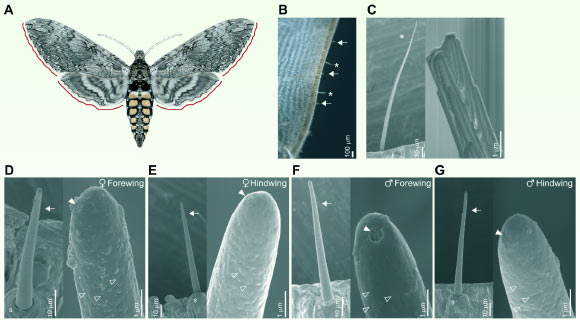Reda Ismaieel et al. examined the olfactory capabilities of the wings of the tobacco hawkmoth (Manduca sexta). Image credit: Reda Ismaieel et al., doi: 10.1242/jeb.252047.