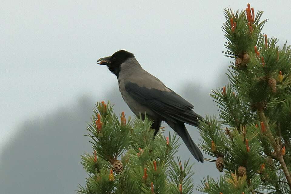 Image of a crow. Image Credit: Wikimedia Commons K_råke_-_C_orvus_cornix_sitting_at_the_top_of_a_tree_in_Austevoll