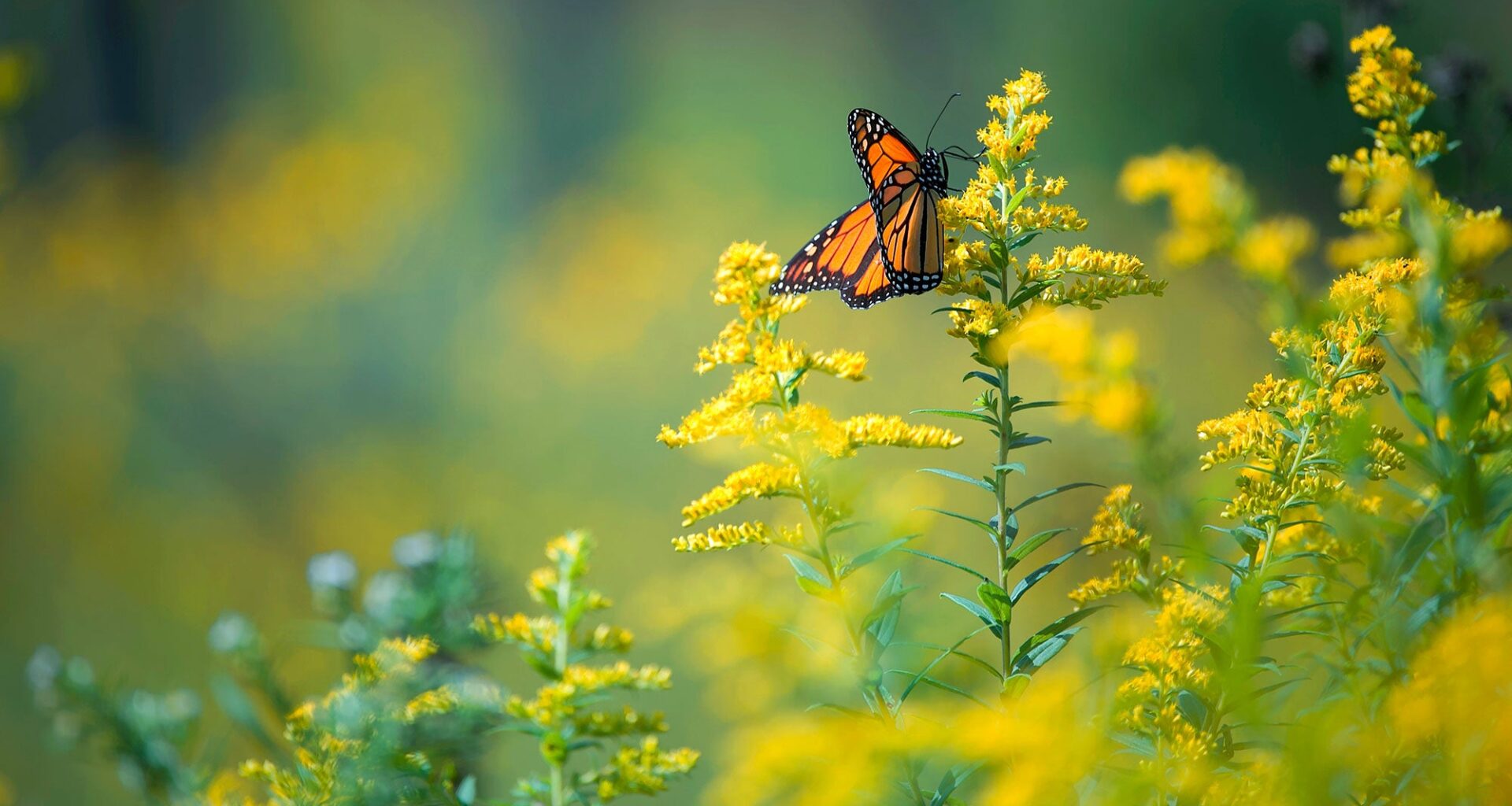 A single black and orange monarch butterfly on yellow goldenrod plants.
