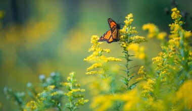 A single black and orange monarch butterfly on yellow goldenrod plants.