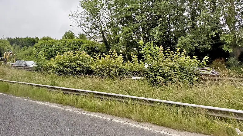 Overgrown dual carriageway verges a 'disgraceful' sight for visitors