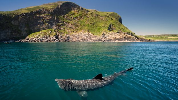 An up-close encounter with giant sharks in Ireland