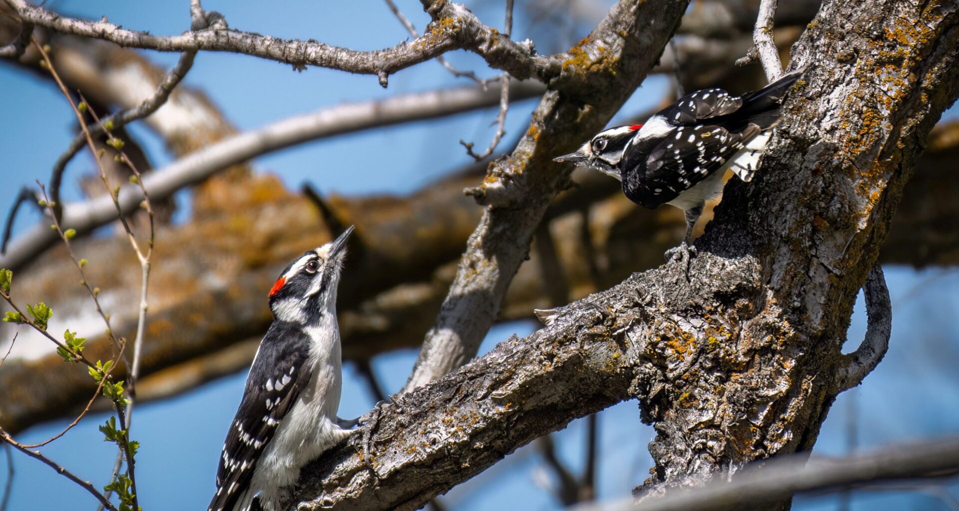 The woodpecker is making a welcome comeback in County Carlow