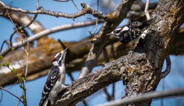The woodpecker is making a welcome comeback in County Carlow