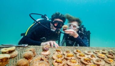 Sylvia Earle and Titouan Bernicot: Five ways to save our ocean