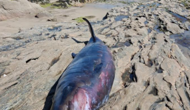 Rare beaked whale recovered from Rathmullan Beach and taken for examination - Highland Radio